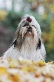 SHIH TZU 200